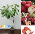 Seedless Litchi Grafting Fruit Plant (1.5-3 Feet Height Pack Of 1)