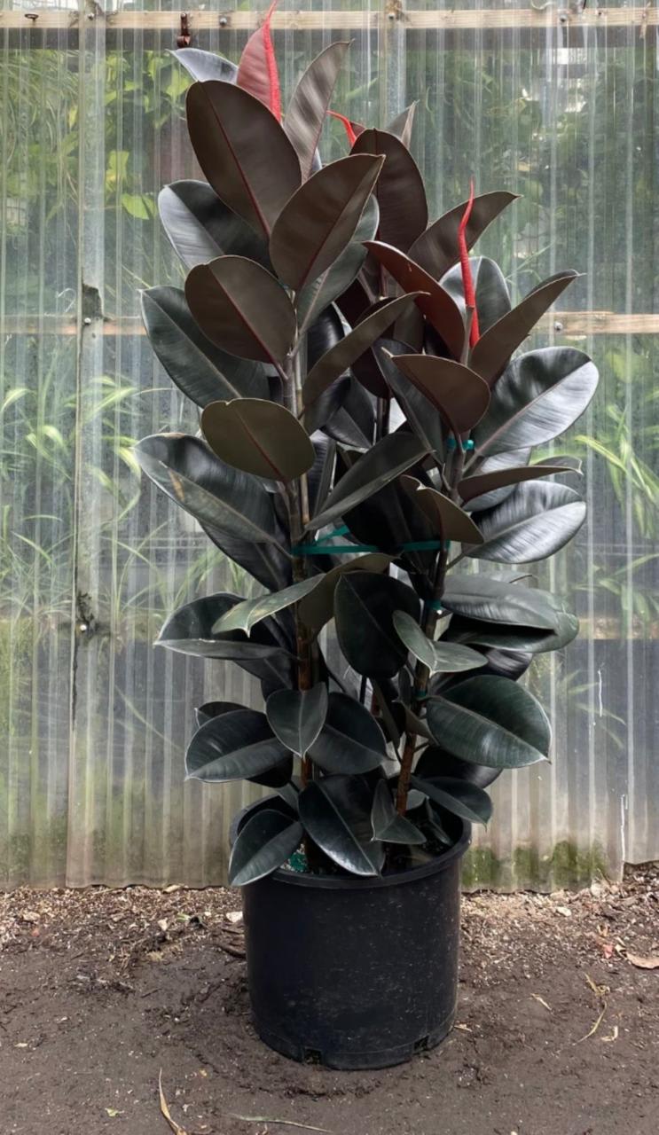 Hybrid Rubber Plant (Pack Of-1 )