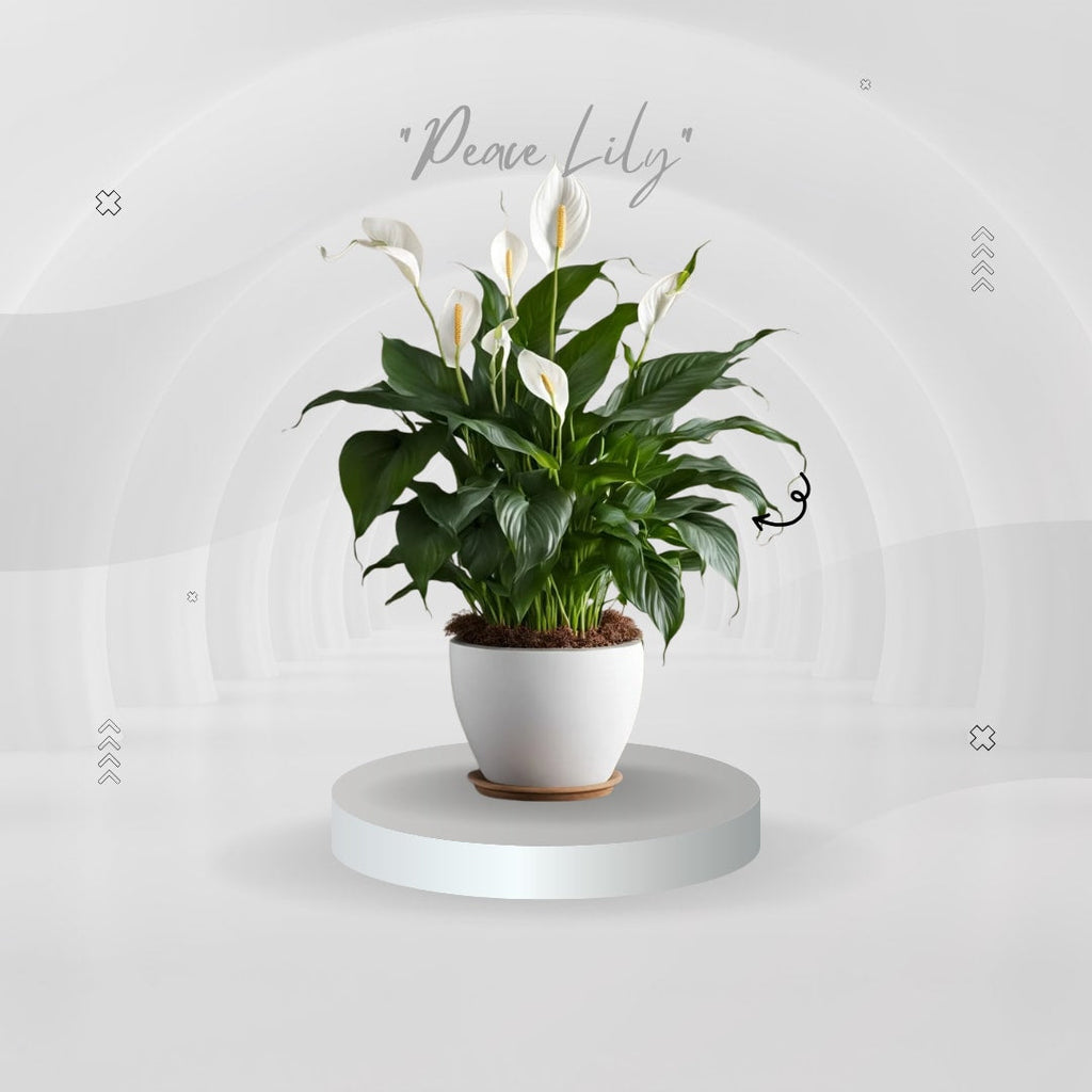 Snow Aura Peach Lily Plant (Pack Of 1)