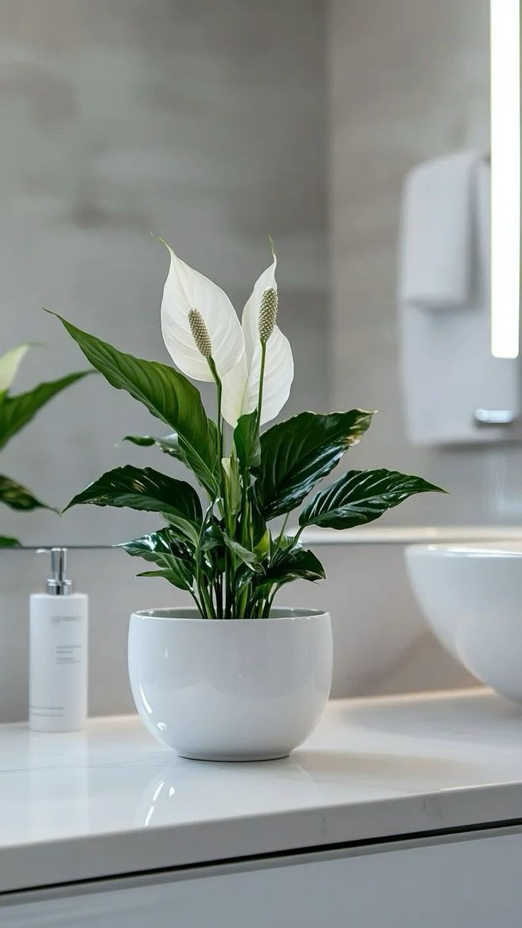 Snow Aura Peach Lily Plant (Pack Of 1)