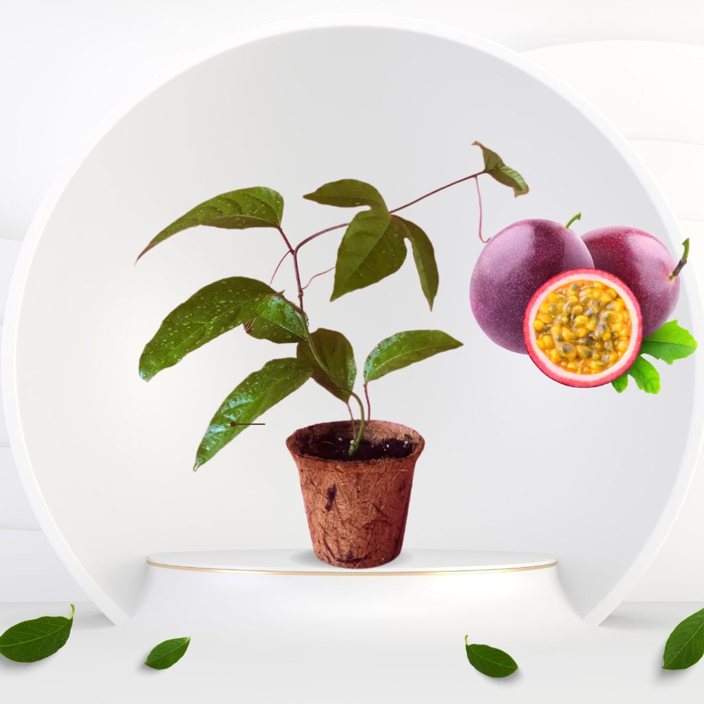 Solar Flame Passion Fruit Plant (Pack Of 1)