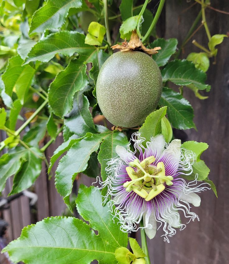 Solar Flame Passion Fruit Plant (Pack Of 1)