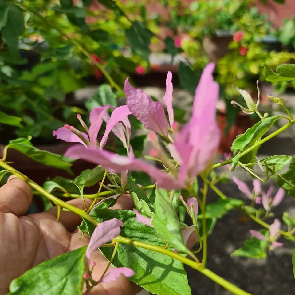 Spider Bougainvillea Plant  (Pack Of 1)