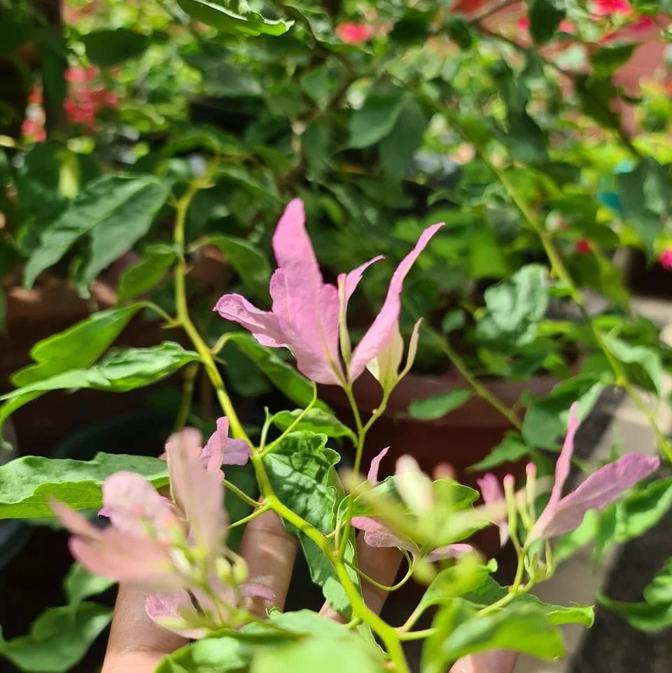 Spider Bougainvillea Plant  (Pack Of 1)