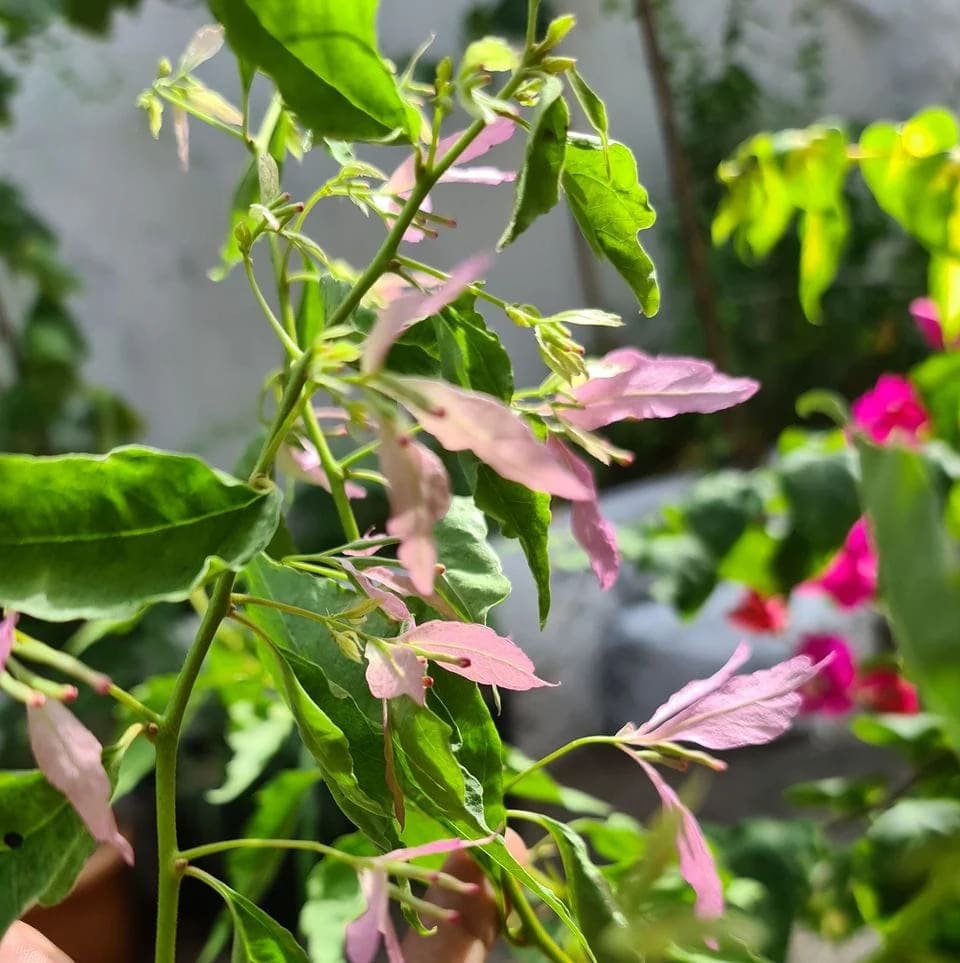 Spider Bougainvillea Plant  (Pack Of 1)