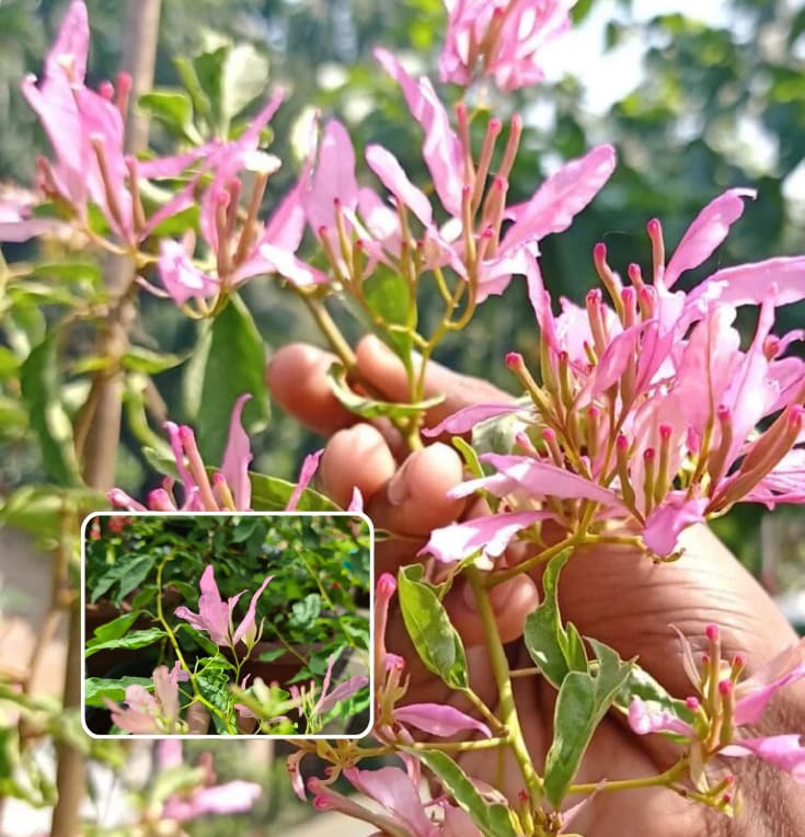 Spider Bougainvillea Plant  (Pack Of 1)