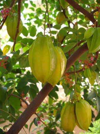 Star Fruit Plant  (Pack Of 1)