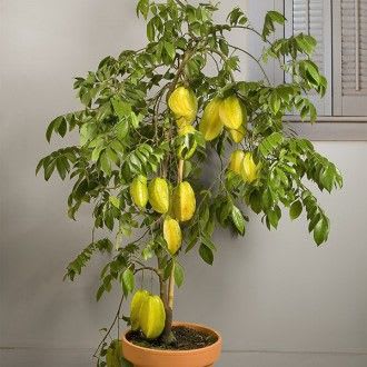Star Fruit Plant  (Pack Of 1)