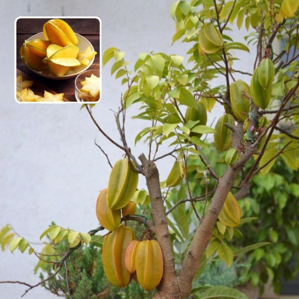 Star Fruit Plant  (Pack Of 1)