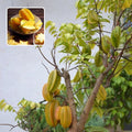 Star Fruit Plant  (Pack Of 1)