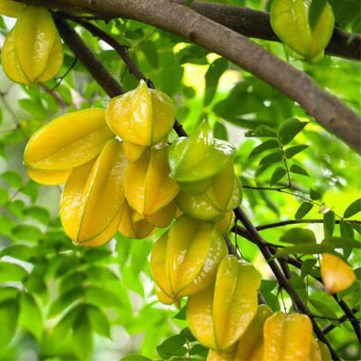Star Fruit Plant  (Pack Of 1)