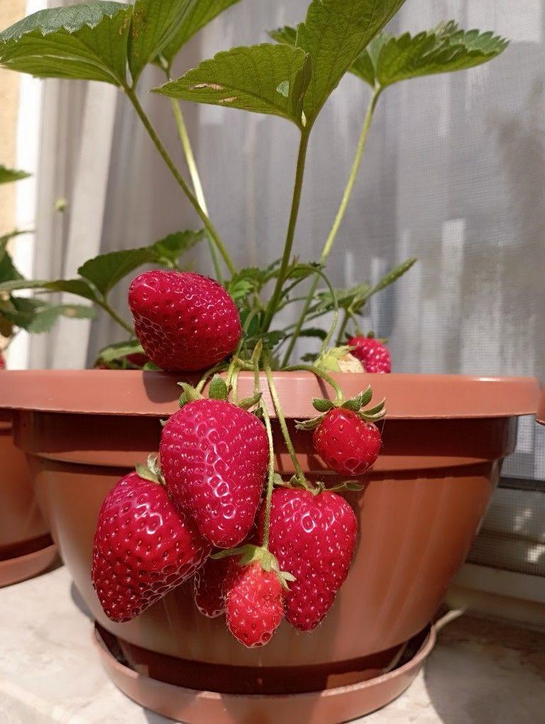 Strawberry Fruit Hybrid Plant( Pack Of 1)