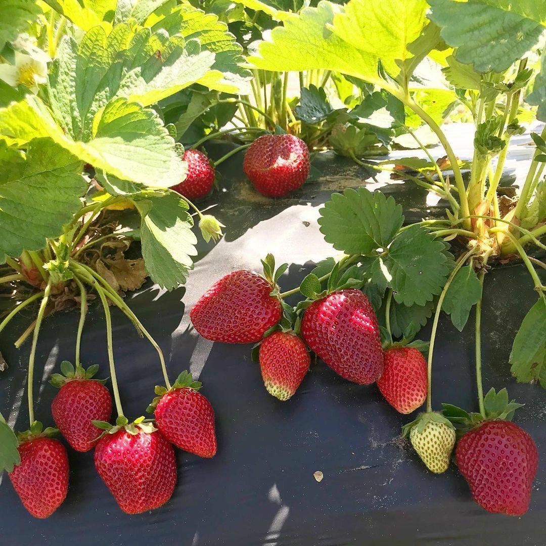 Strawberry Fruit Hybrid Plant( Pack Of 1)