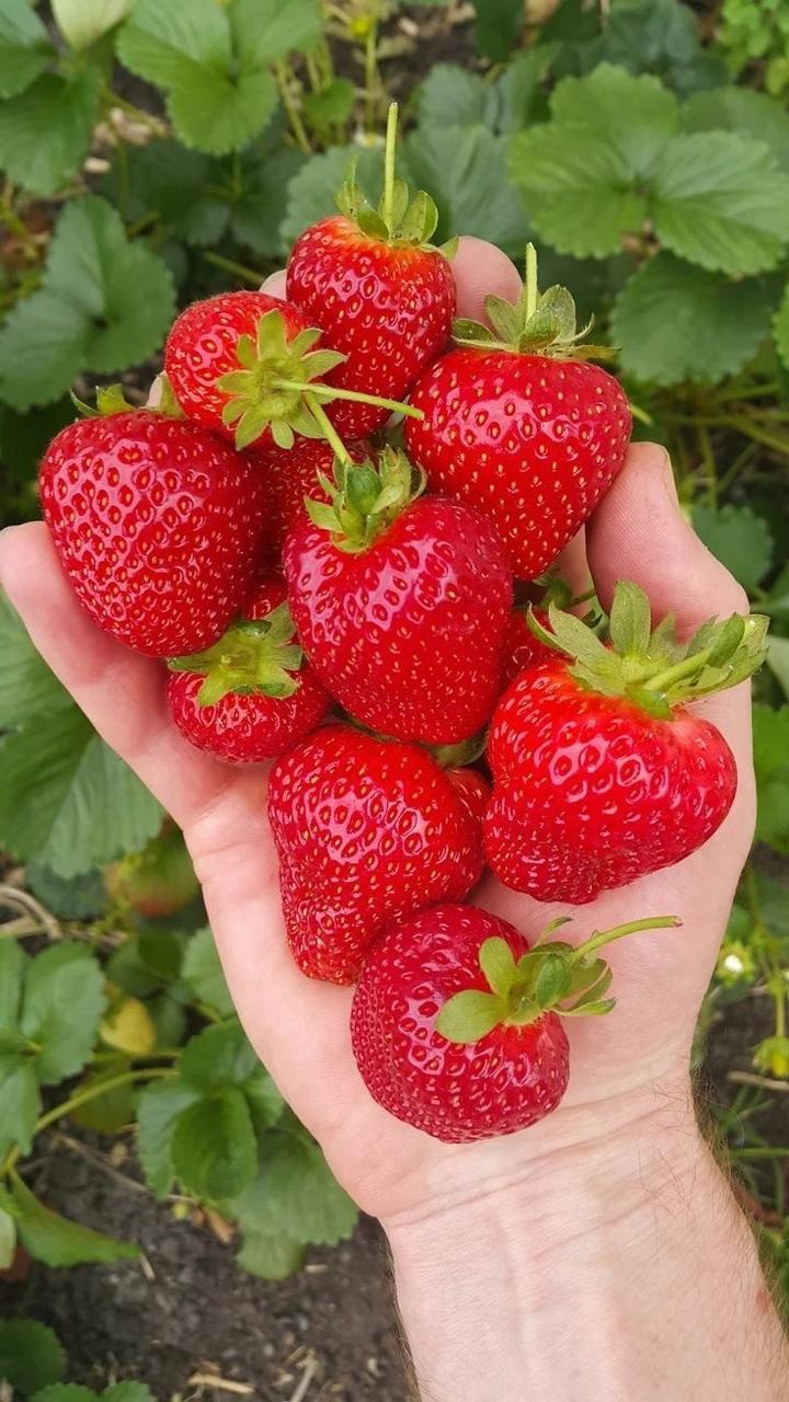Strawberry Fruit Hybrid Plant( Pack Of 1)