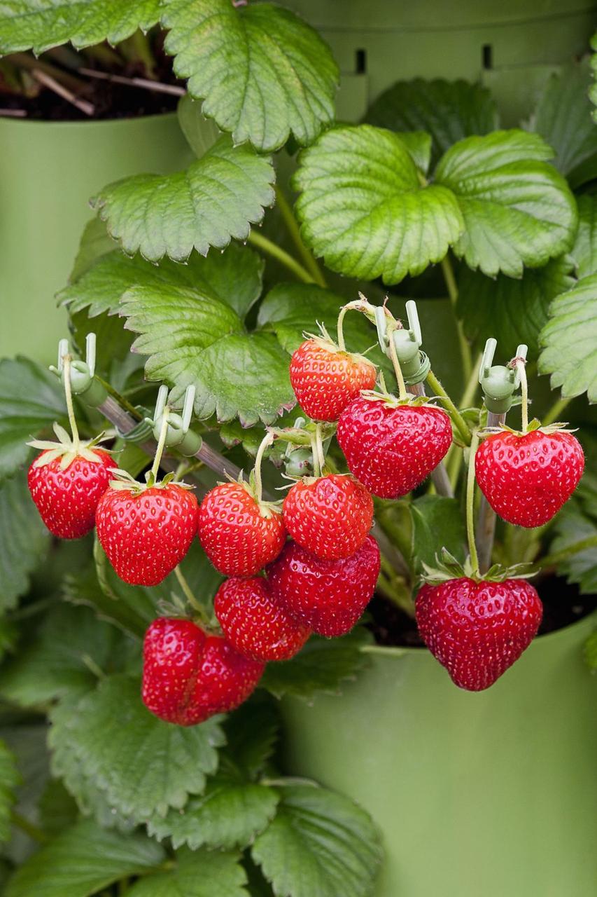 Strawberry Fruit Hybrid Plant( Pack Of 1)