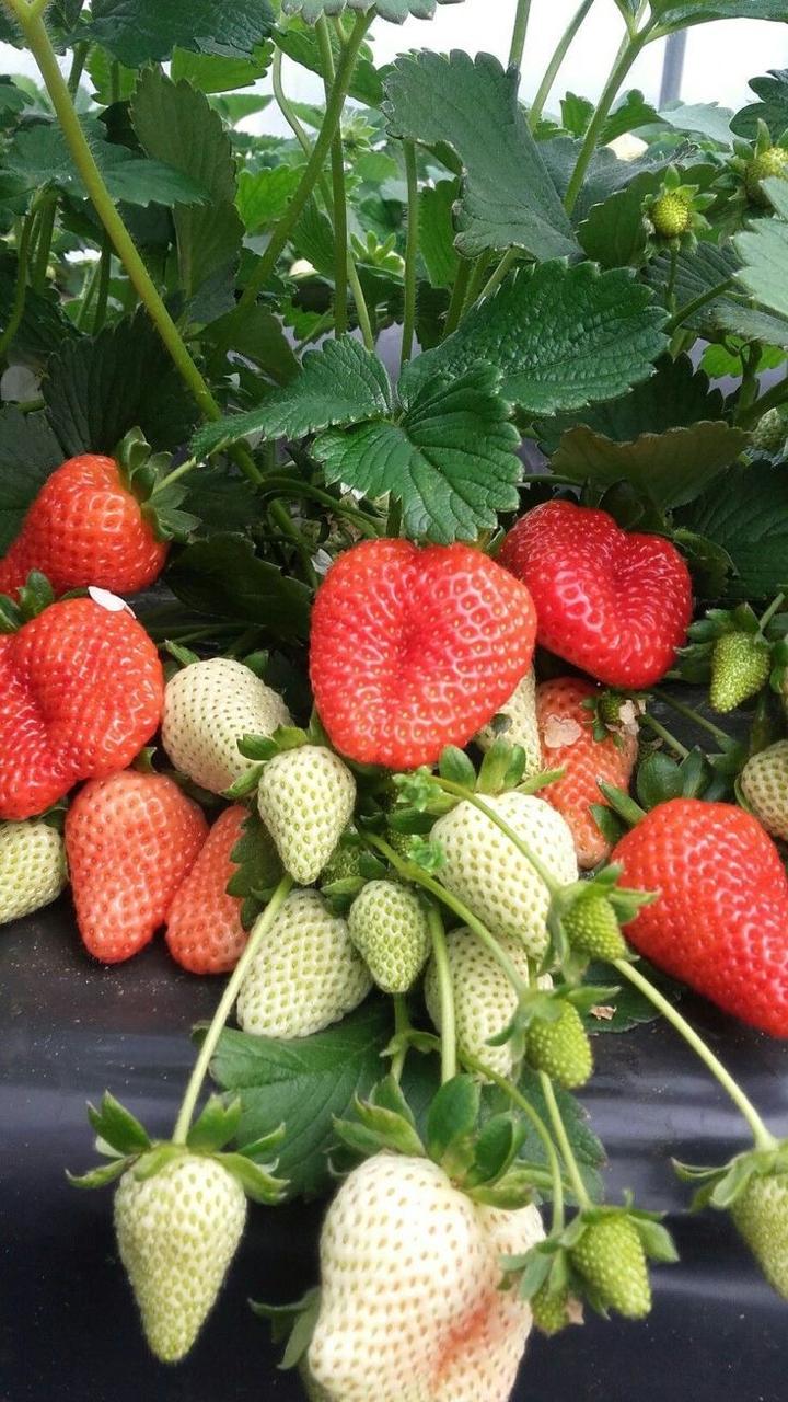 Strawberry Fruit Hybrid Plant( Pack Of 1)