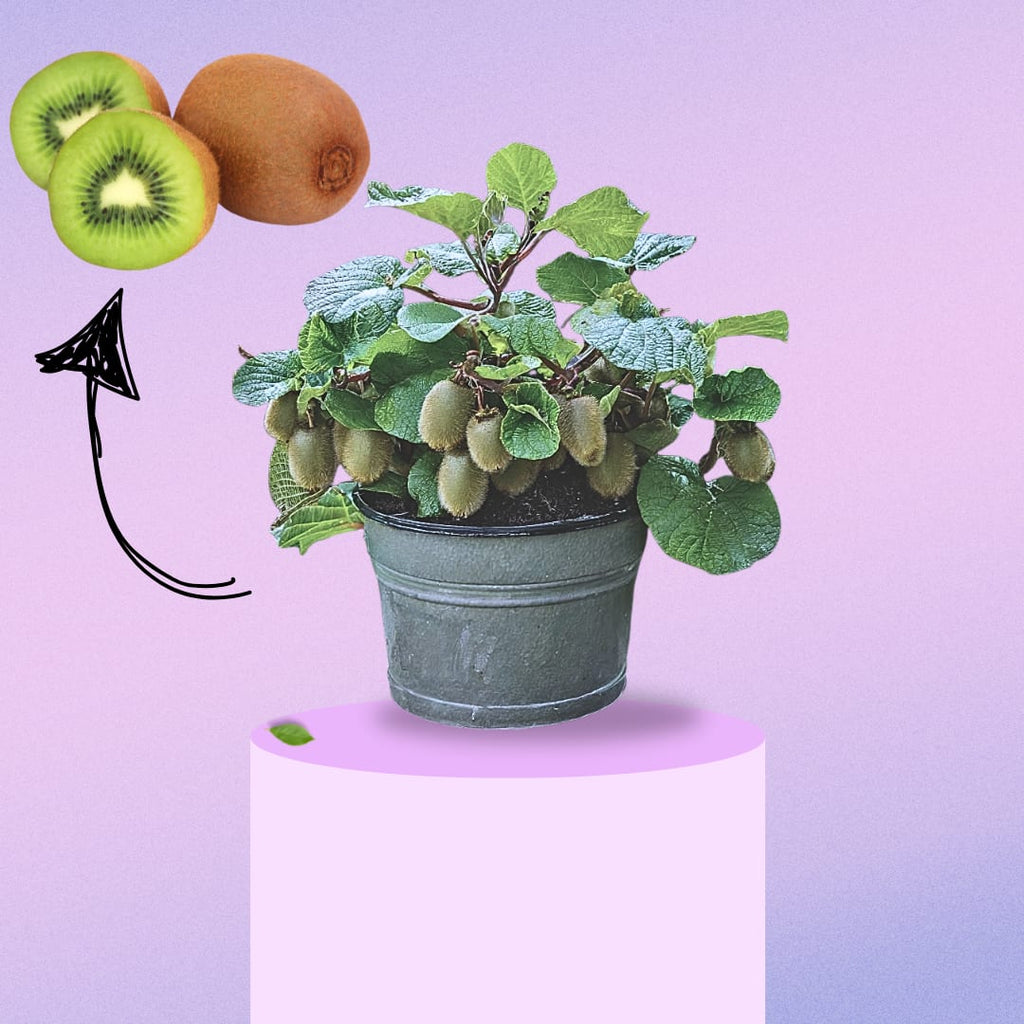 Sun-Kissed Kiwi Plant (Pack Of 1)