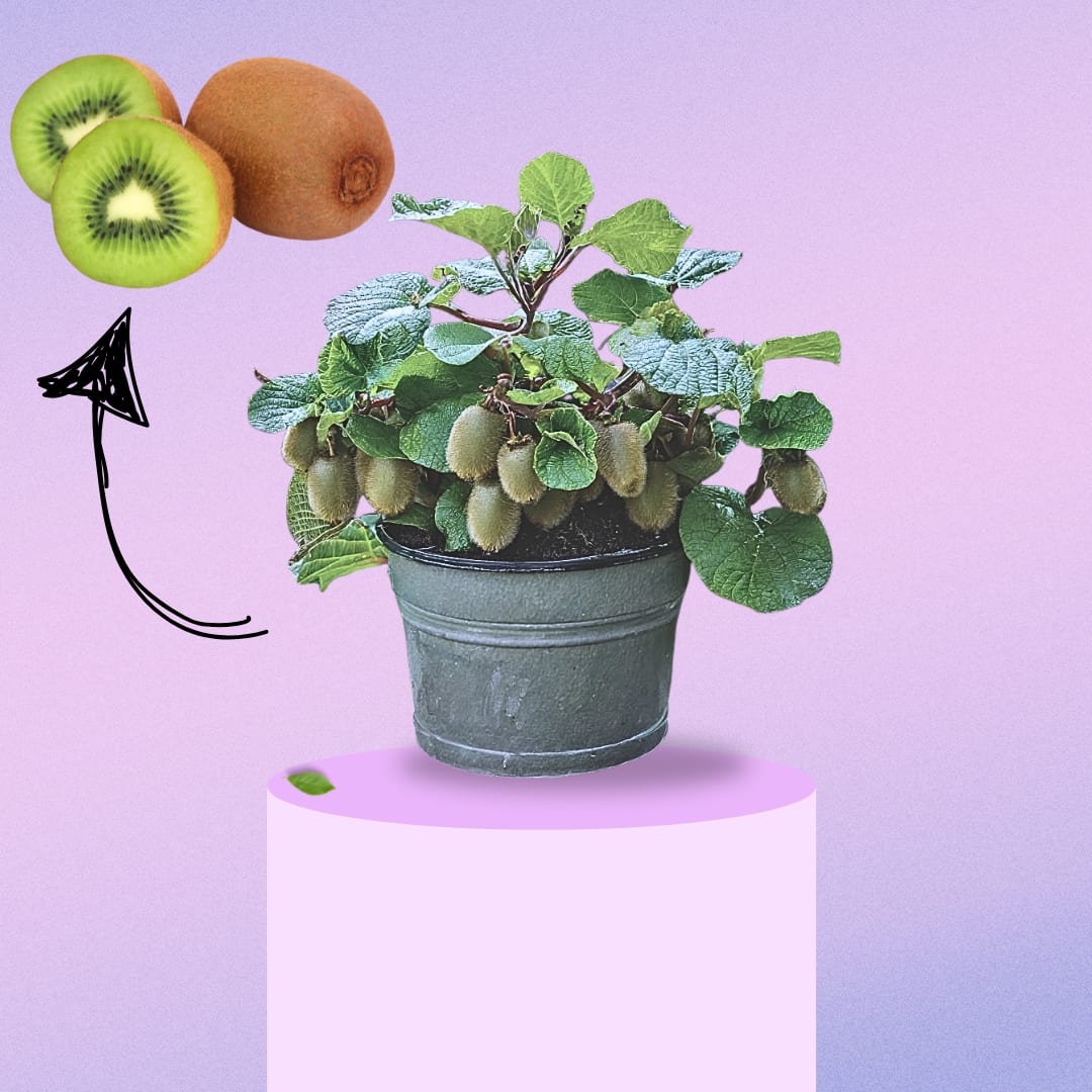 Sun-Kissed Kiwi Plant (Pack Of 1)