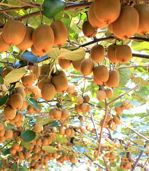 Sun-Kissed Kiwi Plant (Pack Of 1)