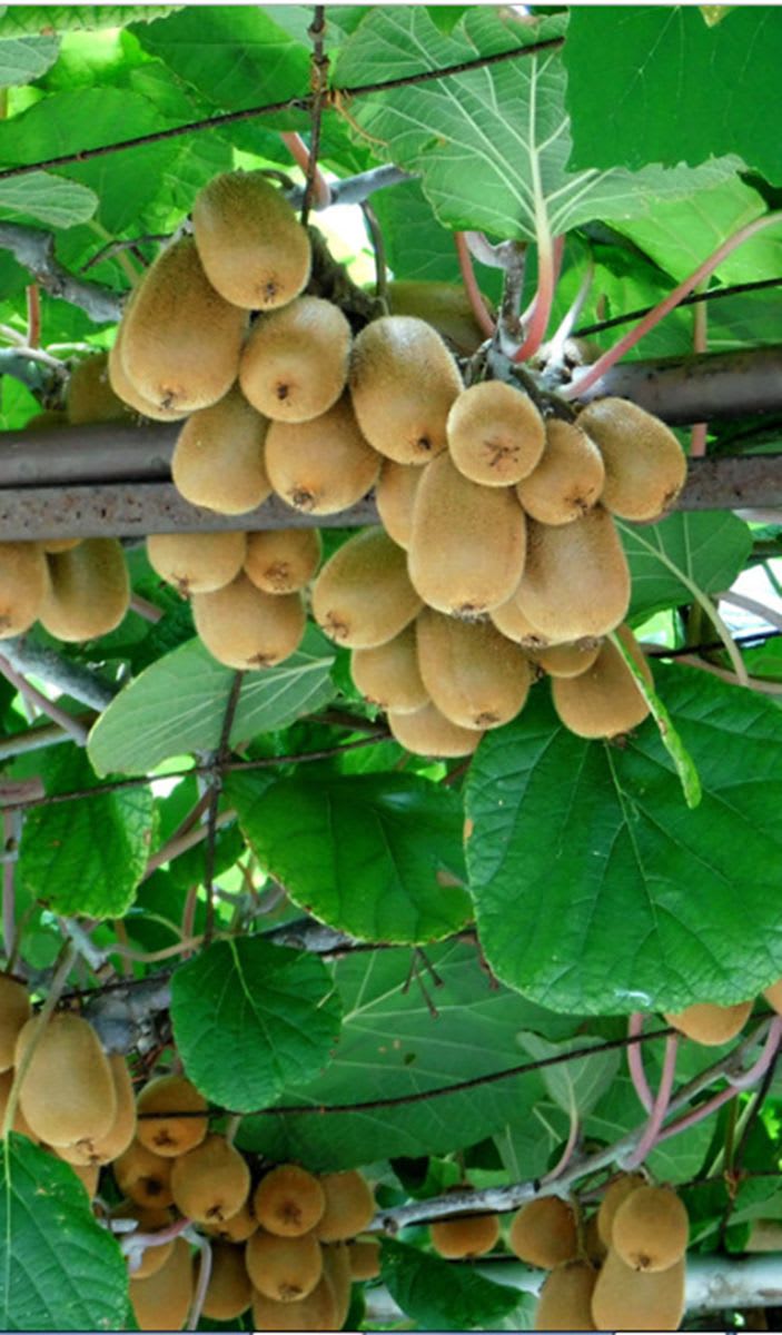 Sun-Kissed Kiwi Plant (Pack Of 1)