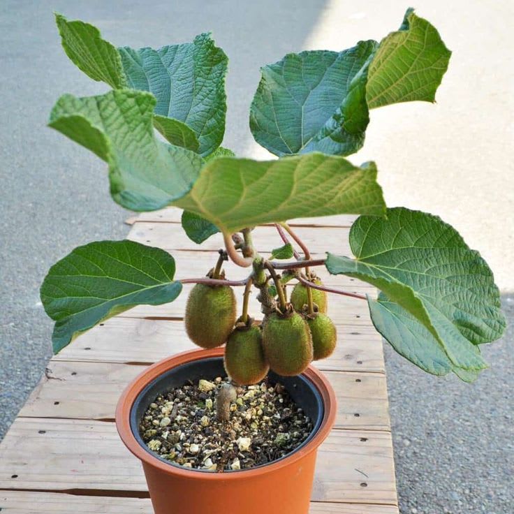 Sun-Kissed Kiwi Plant (Pack Of 1)