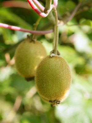 Sun-Kissed Kiwi Plant (Pack Of 1)