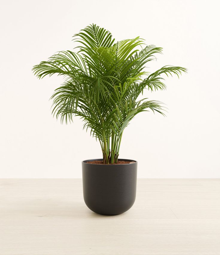 Sunrise Areca Palm (Pack Of 1)