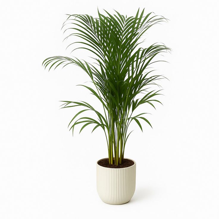 Sunrise Areca Palm (Pack Of 1)