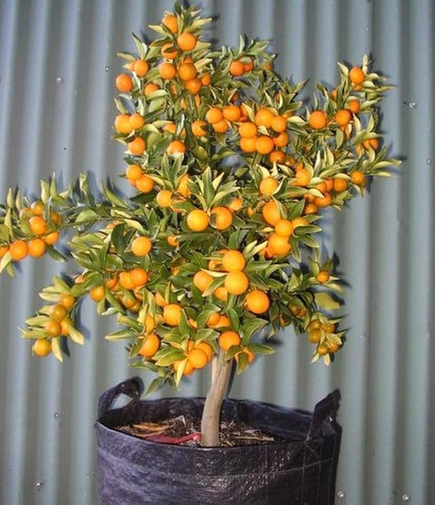 Hybrid Kamkot Lemon Fruit Plant (Pack Of-1)