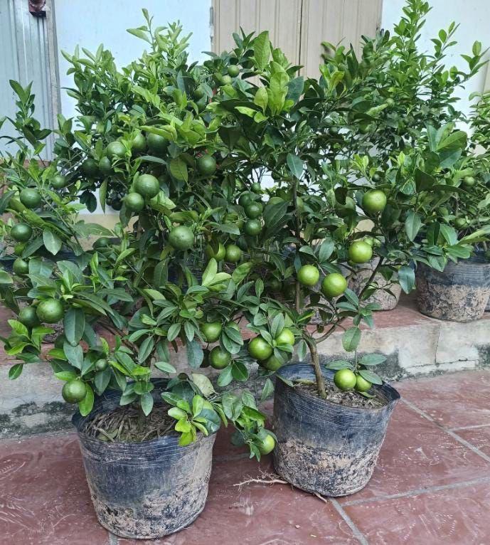 Hybrid Kamkot Lemon Fruit Plant (Pack Of-1)