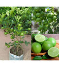 Hybrid Kamkot Lemon Fruit Plant (Pack Of-1)