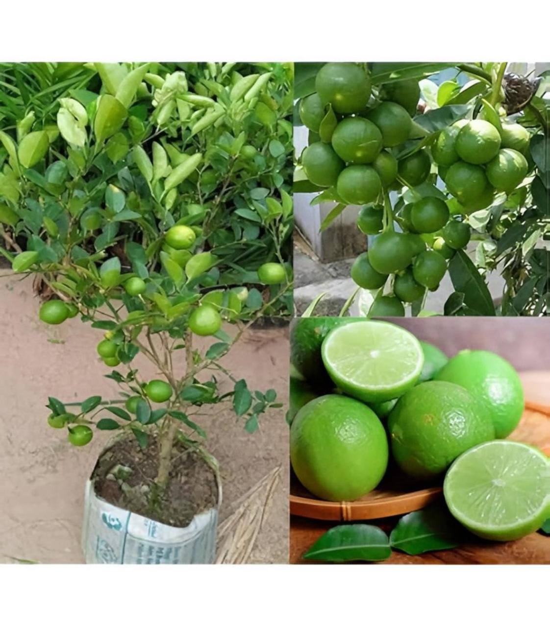 Hybrid Kamkot Lemon Fruit Plant (Pack Of-1)