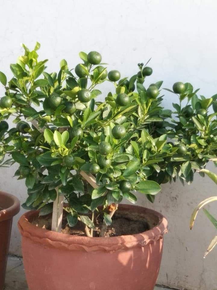 Hybrid Kamkot Lemon Fruit Plant (Pack Of-1)
