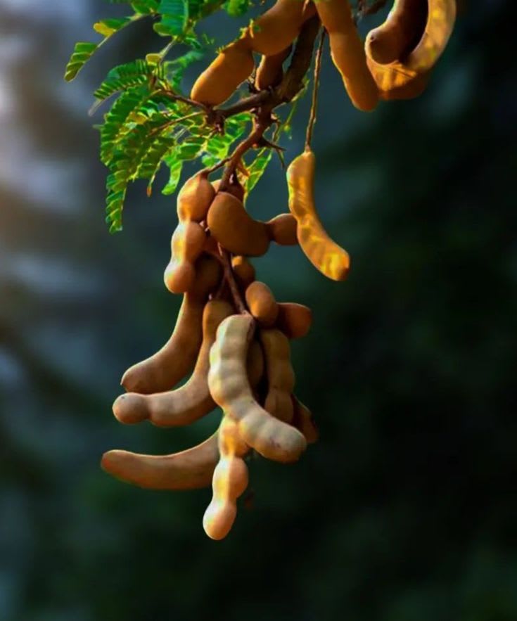 Tamarind Plant  (Pack Of 1)