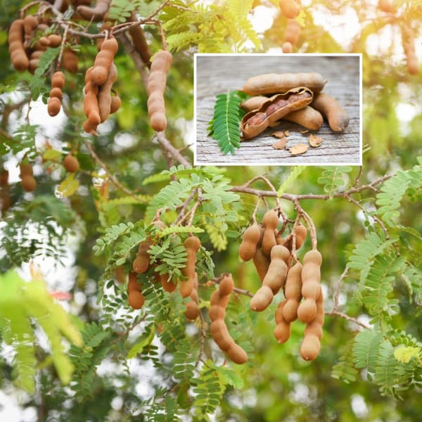Tamarind Plant  (Pack Of 1)