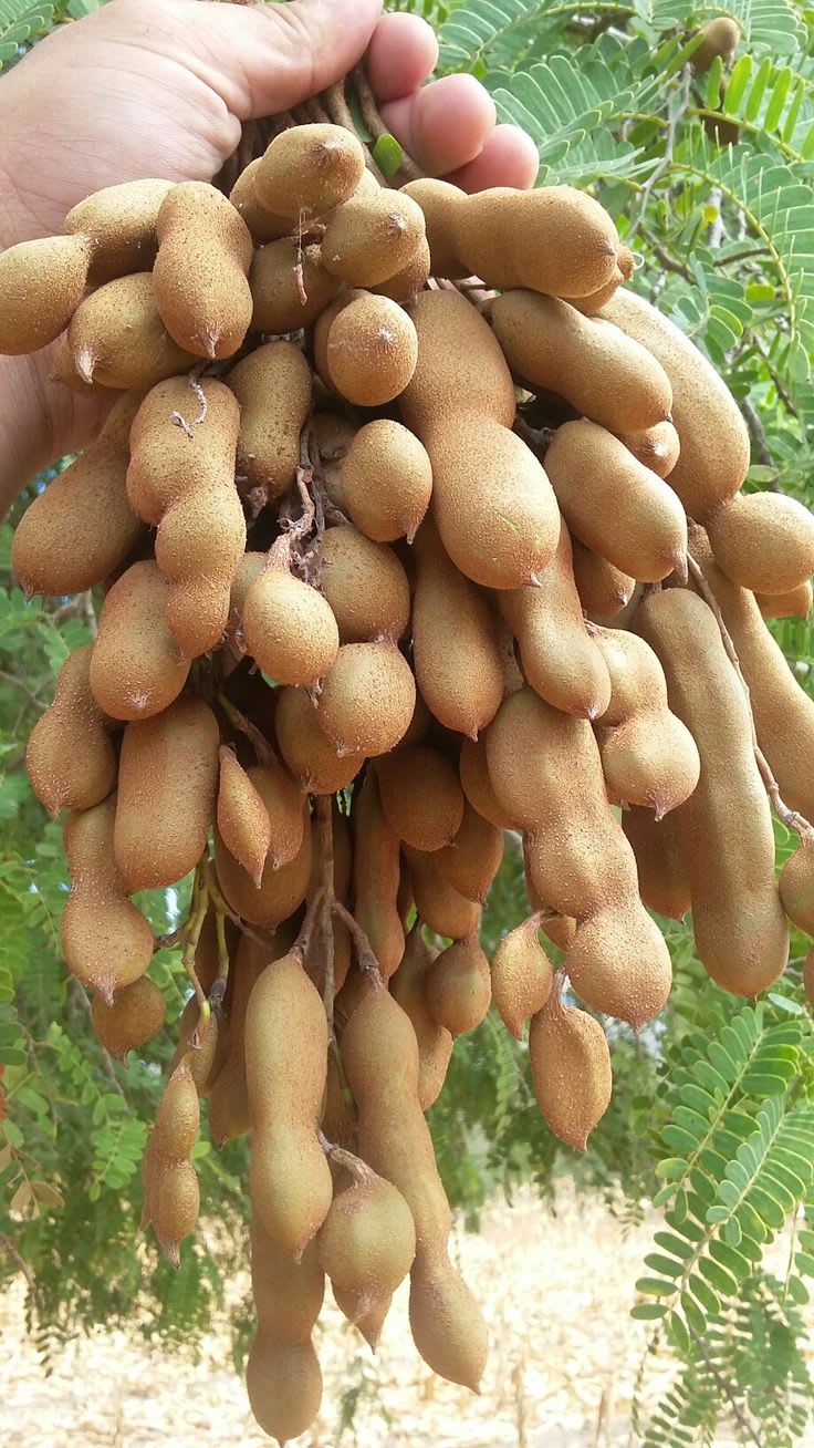 Tamarind Plant  (Pack Of 1)