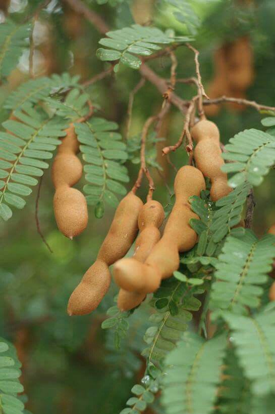 Tamarind Plant  (Pack Of 1)