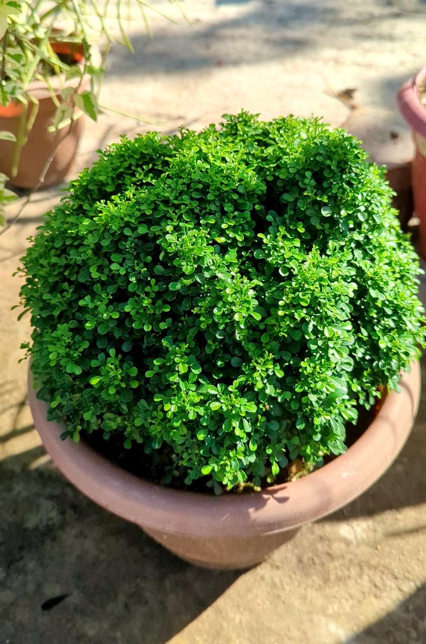 Table Kamini Plant (Pack Of-1 )