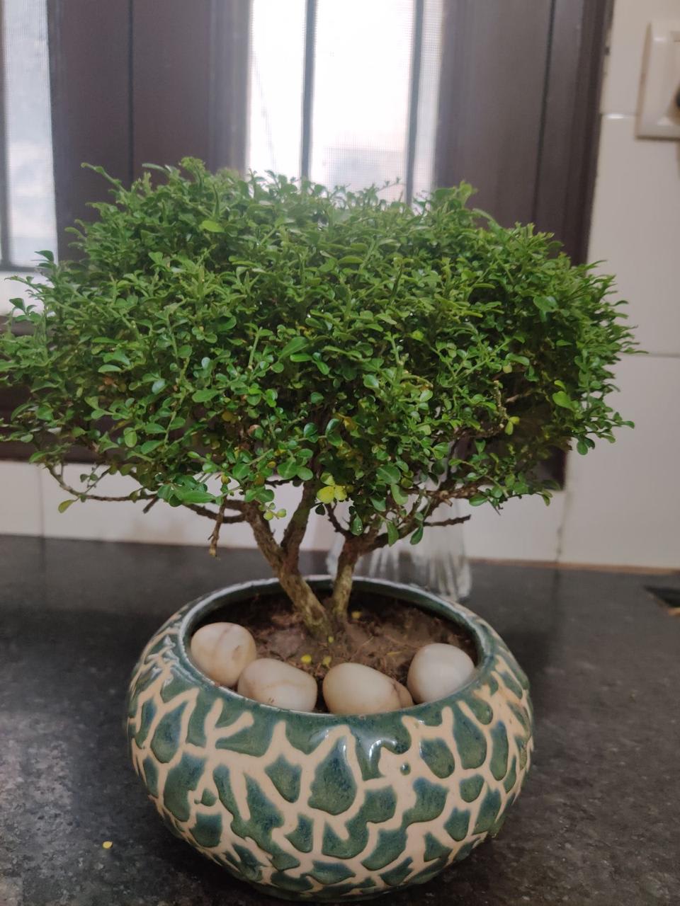 Table Kamini Plant (Pack Of-1 )