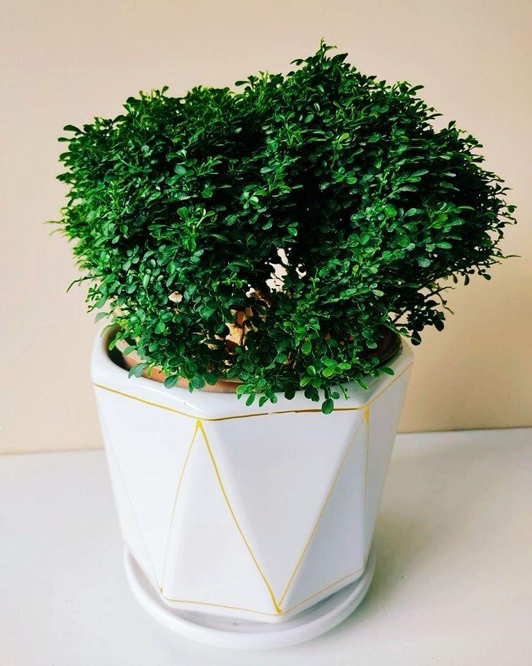 Table Kamini Plant (Pack Of-1 )