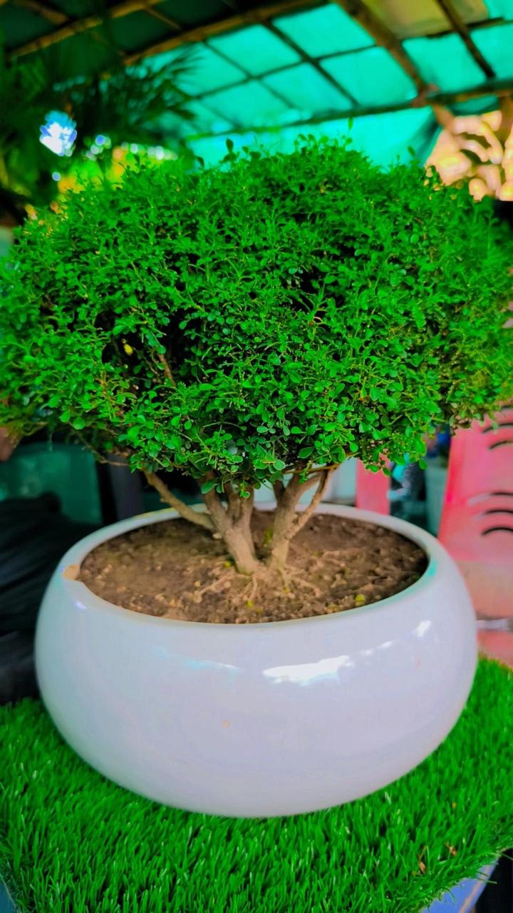 Table Kamini Plant (Pack Of-1 )