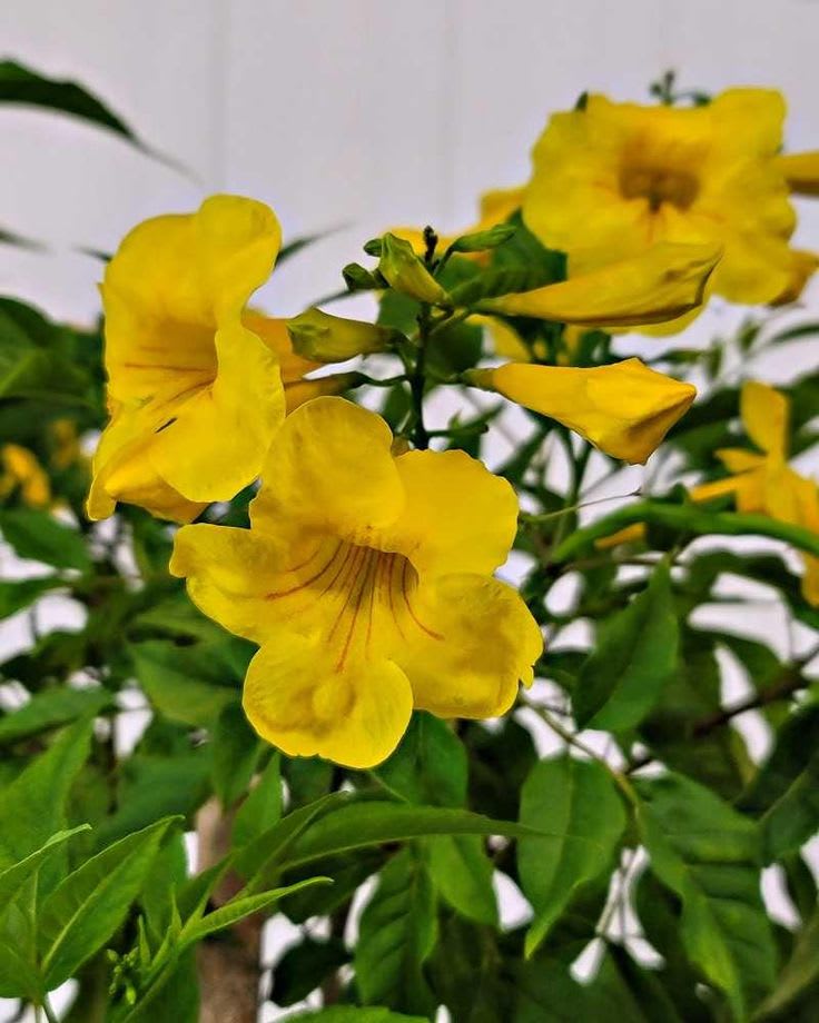 Tecoma Flower Plant Yellow (Pack Of 1)