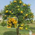 Tecoma Flower Plant Yellow (Pack Of 1)