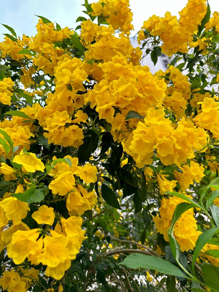 Tecoma Flower Plant Yellow (Pack Of 1)