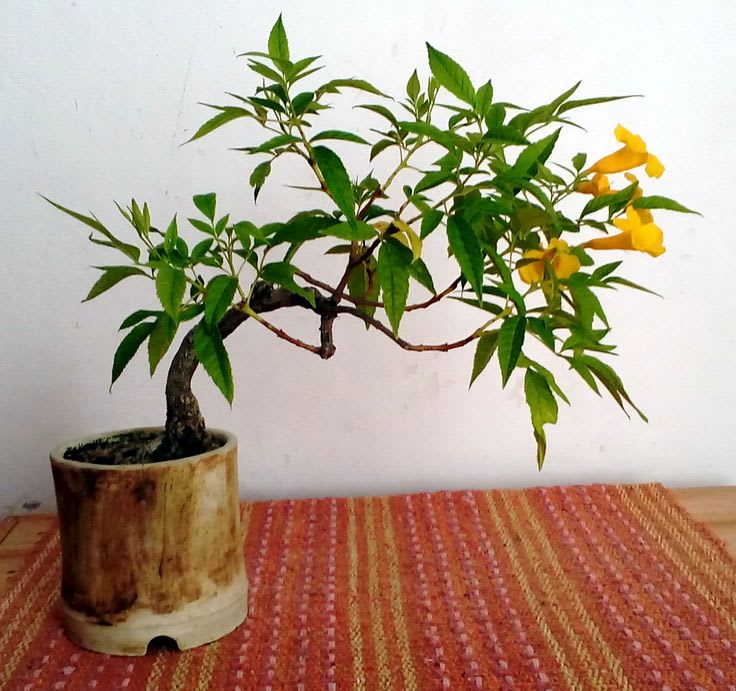 Tecoma Flower Plant Yellow (Pack Of 1)