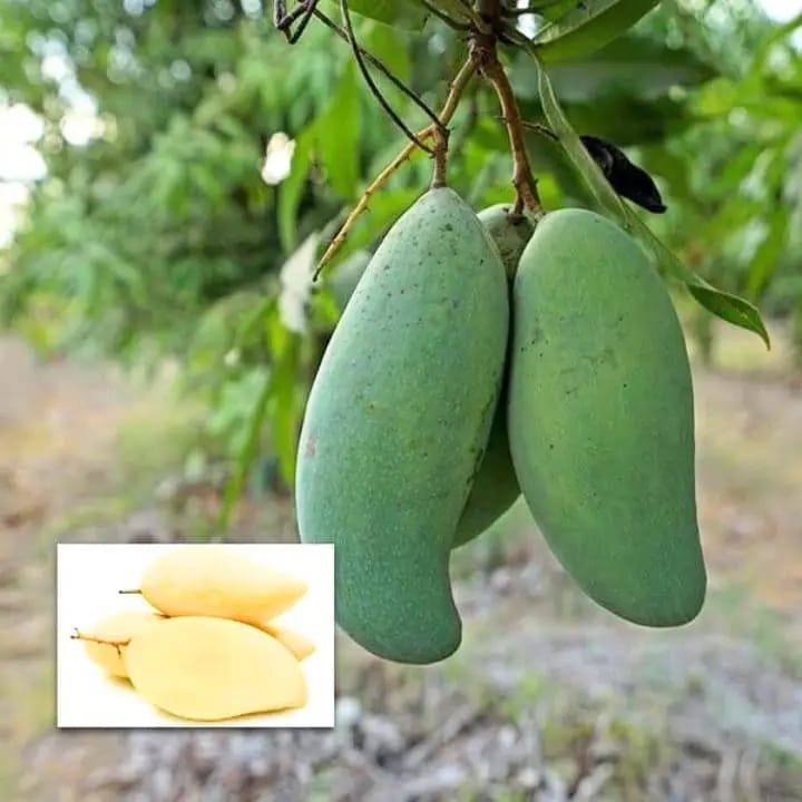 Thai 3 Taste Mango🥭🥭🥭 Grafting Fruit Plant (1.5-3 Feet Height Pack Of 1)
