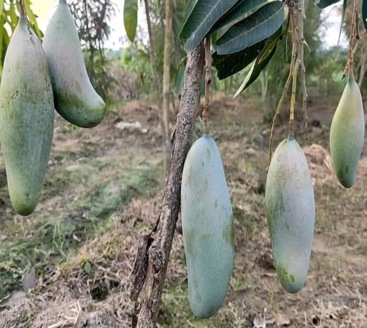 Thai 3 Taste Mango🥭🥭🥭 Grafting Fruit Plant (1.5-3 Feet Height Pack Of 1)