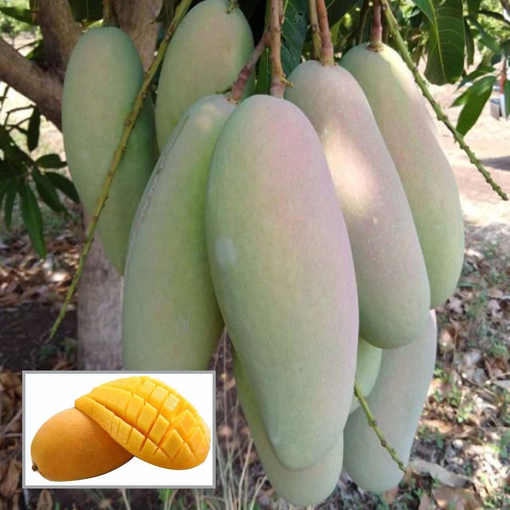 Thai 3 Taste Mango🥭🥭🥭 Grafting Fruit Plant (1.5-3 Feet Height Pack Of 1)