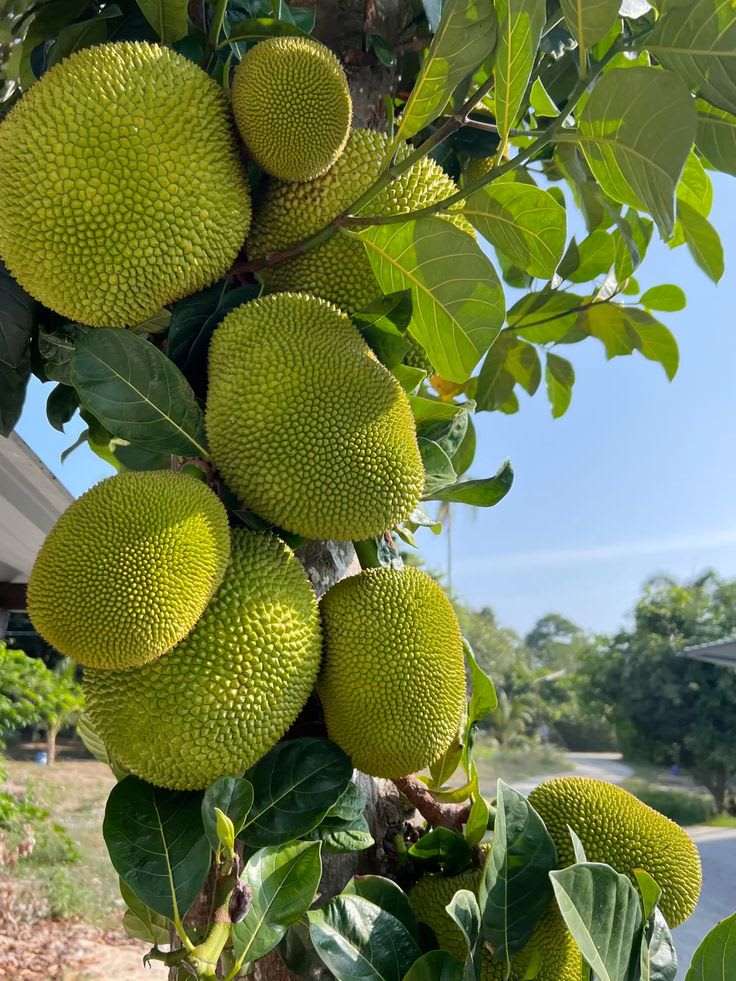 Thai All Time Jackfruit Grafting Plant (Pack Of 1)