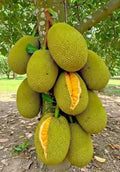 Thai All Time Jackfruit Grafting Plant (Pack Of 1)